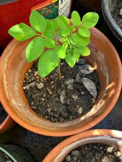 Drumstick Plant ( Moringa) plant from seed