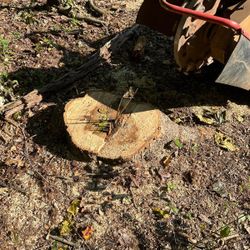 Stump Grinding 