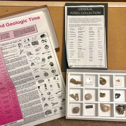 Authentic General Fossil Collection - 15 Fossil Specimens in Case w/Chart
