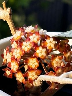 Hoya Chicken Farm with peduncle