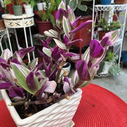 Pink Purple Tradescantia Nanouk In 6” White Ceramic Pot