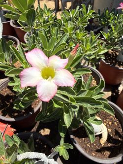 Desert Roses