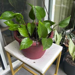 Pothos Plant