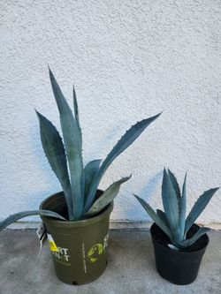 Blue agave Americana (Century plant)