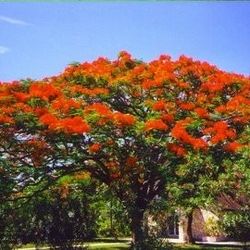 Framboyant Trees 2.5 Gallon Red In Yellow 