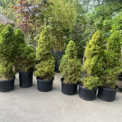 XL Dwarf Alberta Spruce Trees 