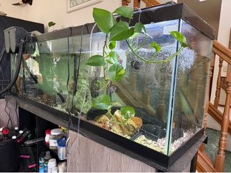 125 G fish tank/ filters