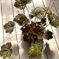 Heuchera, Coral Bells “Evergreen” Perennial Plant Has Beautiful Foliage. 