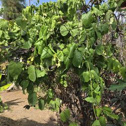 Hola Les Tenemos Plantas Salvadoreña Del LOroco Y De Chipilín Y Otras Cuántas Por Ahí