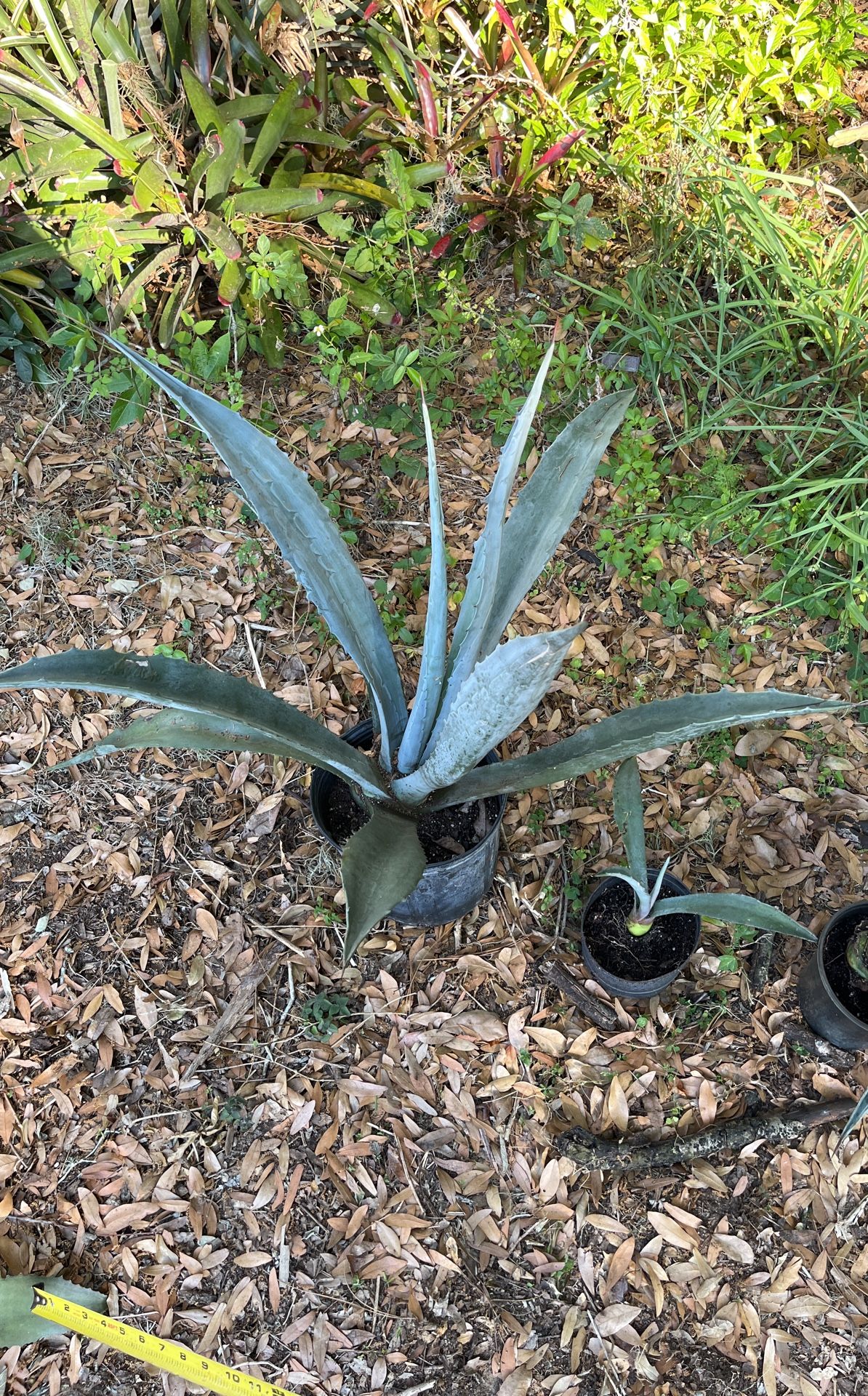 Agave Americana Blue Form.