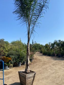 Queen palm tree