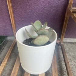 Crassula Arborescens