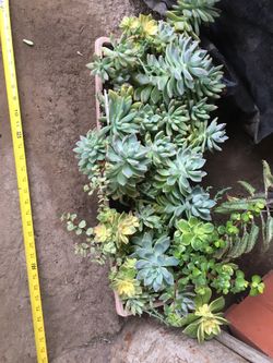 Assorted plants