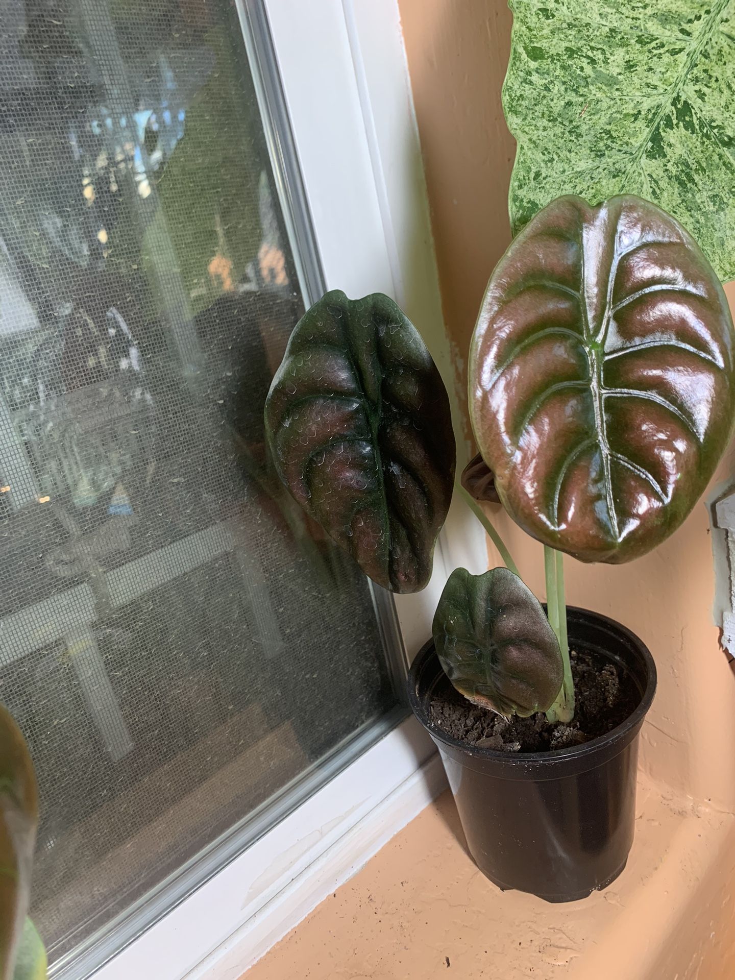 4” Alocasia Cuprea Red Secret Plant