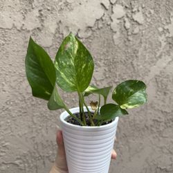 Pothos Plant 🪴 