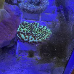 Fake Coral