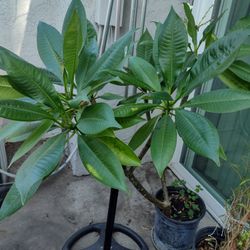 Plumeria Flower Plant 
