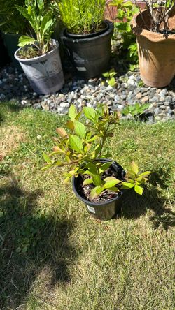 Weigela