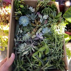 Códigos de suculentas