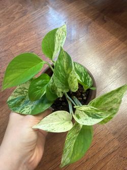 Marble queen pothos plant