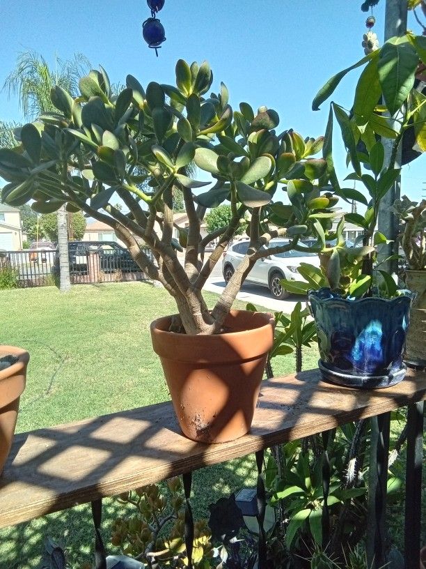 Plants Ten Each