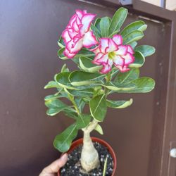 6” Bonsai Desert Rose