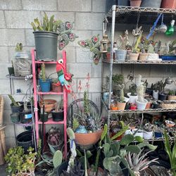 Cactus  And Succulent  For Sale Starting  1$ And Up