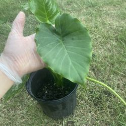 Alocasia Odora