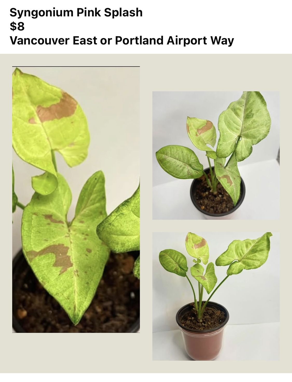 Three Kind Of Syngoniums