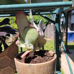 Kalanchoe Luciae 