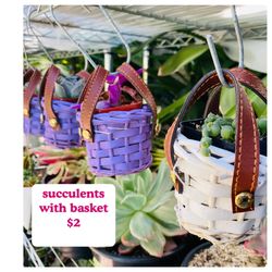 Plants (2”basket & succulents $2)