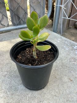 Medium Size Plant