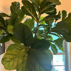 Plant Faux Fiddle Leaf Fig