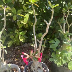 Desert Rose.  Rosa Del Desierto 