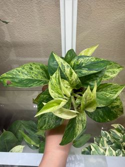 Marble queen pothos plant