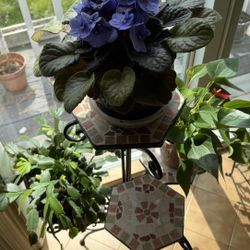Plant Stand With 3 Plants 