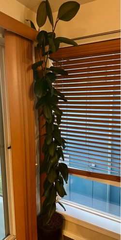 Rubber plant (ficus elastica)