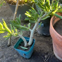 Oreja D E Shriek Succulents 
