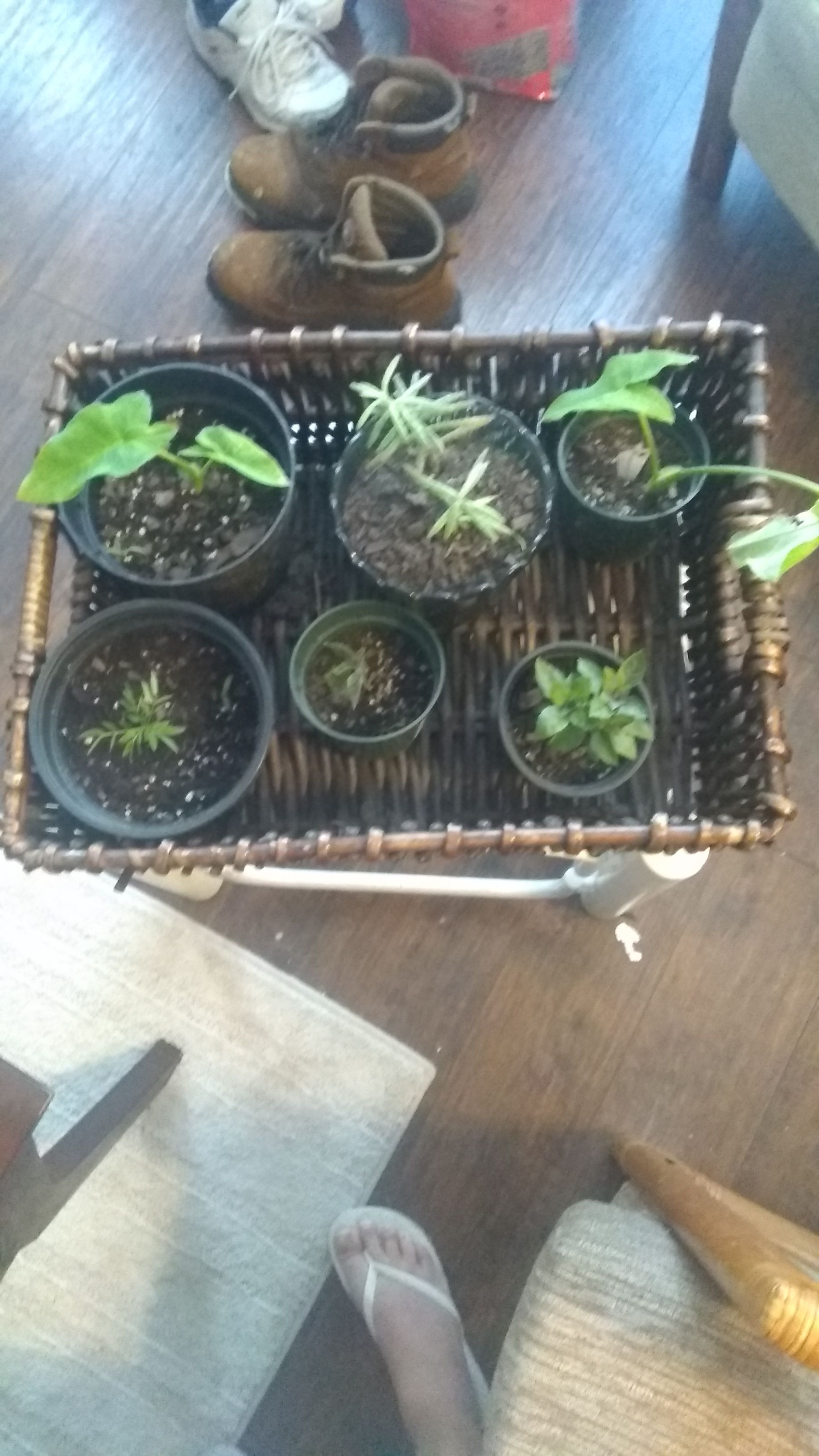 A basket of Plants