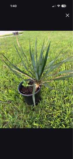 1 Gal. Spanish Dagger. S.W.Arl