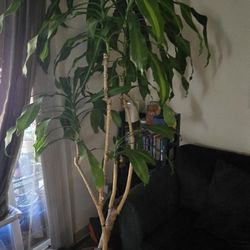 7 Foot Tall Corn Plant