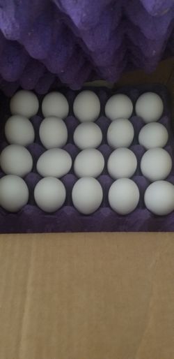 Eggs