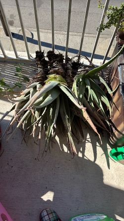aloe vera for sale