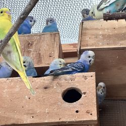 Big Bird Cage/aviary And Nest Boxes 