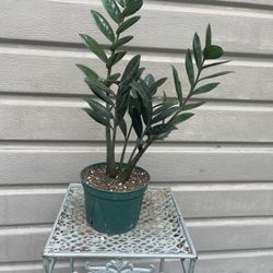 6” Raven Zz Plant