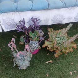 Echevaria Succulents 