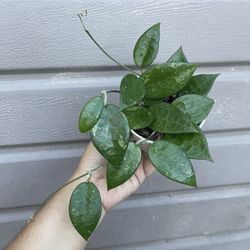 4” hoya black margin