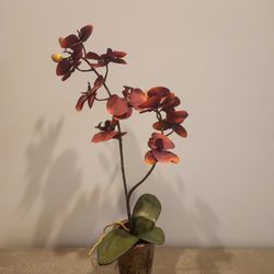 Silk orchid