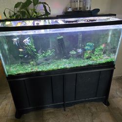 Aquarium 55 Gallon
