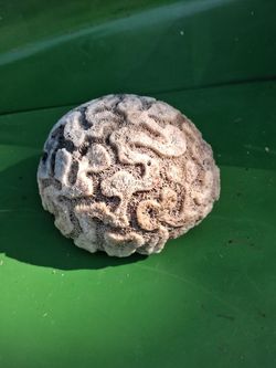 Natural Brain Coral Specimen